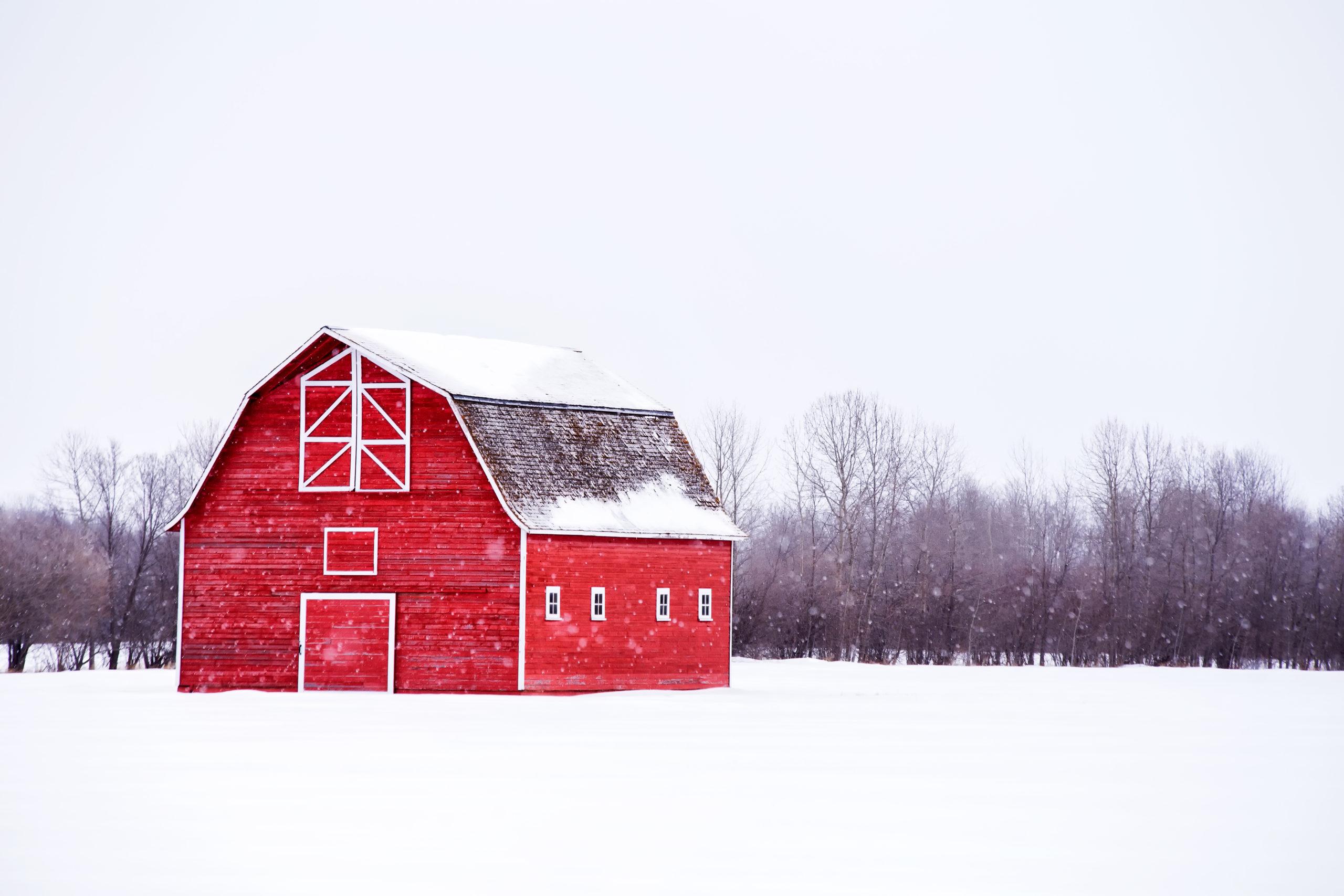 Snowy Fields