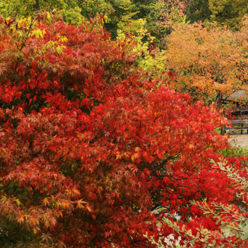 Fall Colors Starting Already in Northern Minnesota