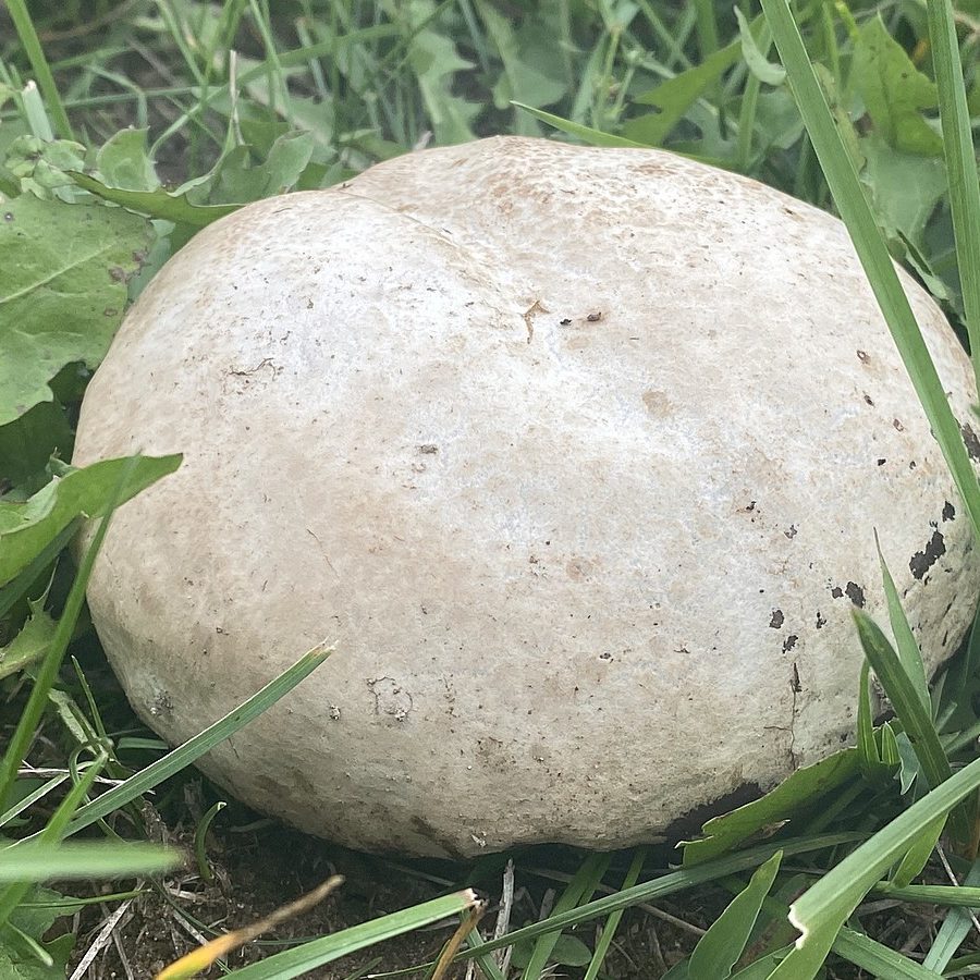 Minnesota Grown: How to Identify a Puffball Mushroom