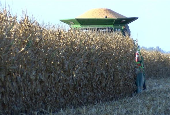 South Dakota farmers are wrapping up soybean harvest and moving to corn, with variable results